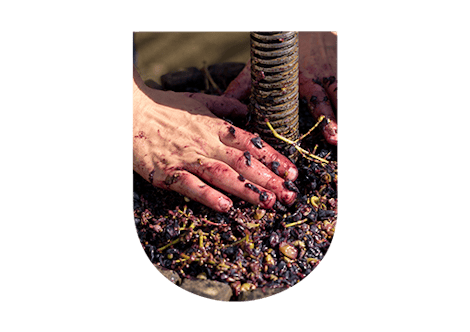 Pressurage vin